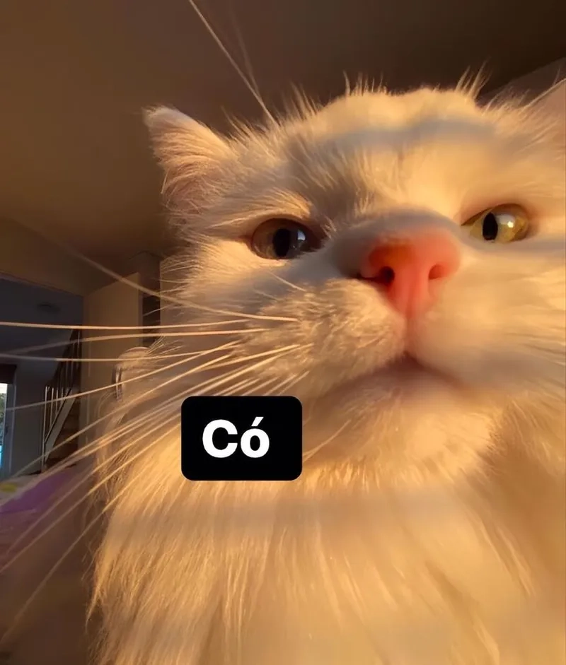 Bộ sưu tập ảnh mèo meme hài chất lượng cao