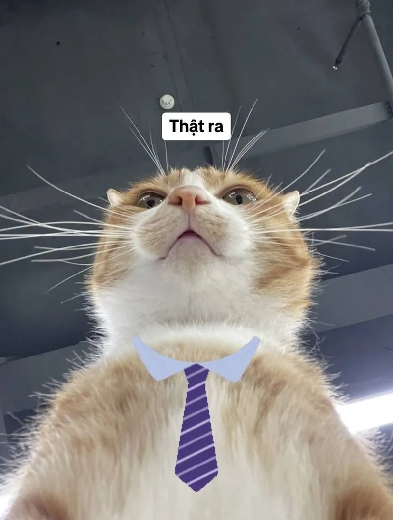 Cười bể bụng với mèo meme hài gốc, bản gốc siêu hot