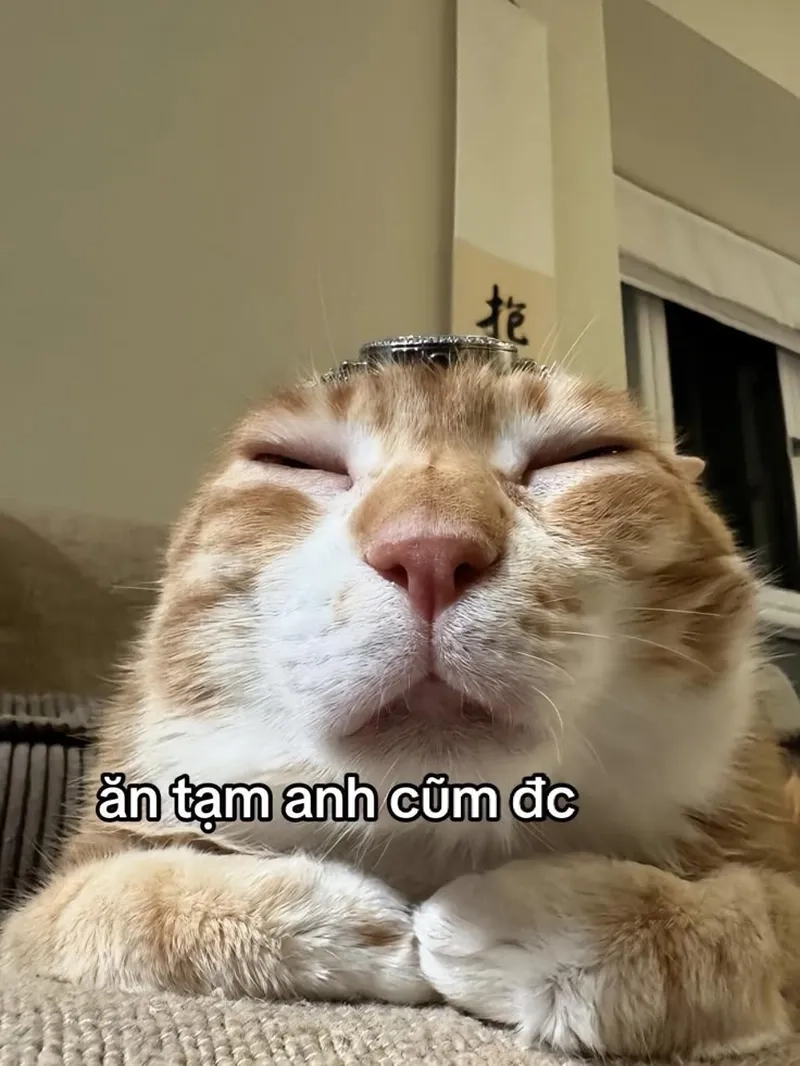 Biểu cảm đỉnh cao của mèo meme hài, xem là nghiện