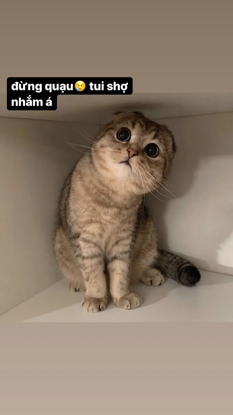 Meme hài mèo siêu lầy, xem là cười không ngớt