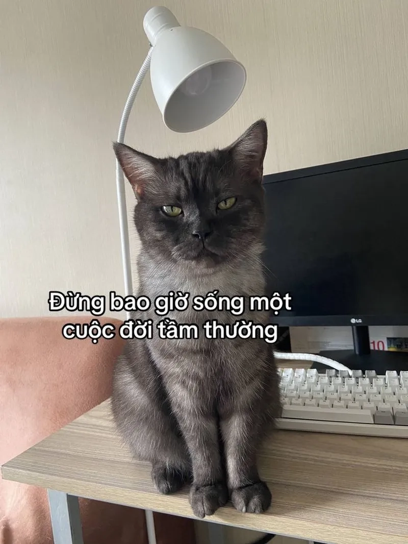 Chết cười với loạt meme hài hước mèo đang hot