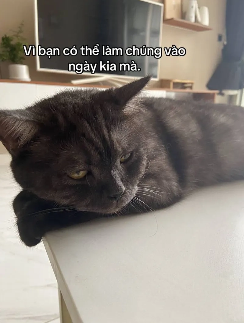 Đỉnh cao tấu hài từ ảnh mèo meme hài hước mới nhất