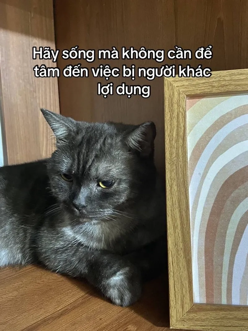 Không nhịn được cười với meme hài bựa mèo cực lầy