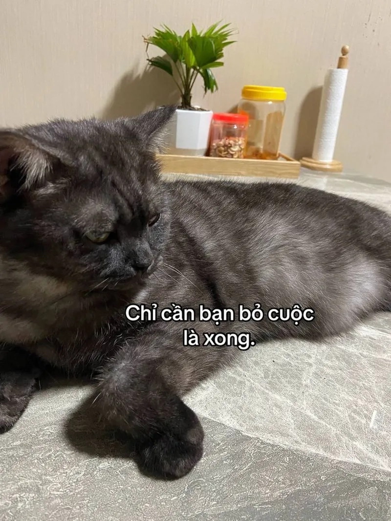 Bộ sưu tập mèo meme hài bựa bá đạo nhất