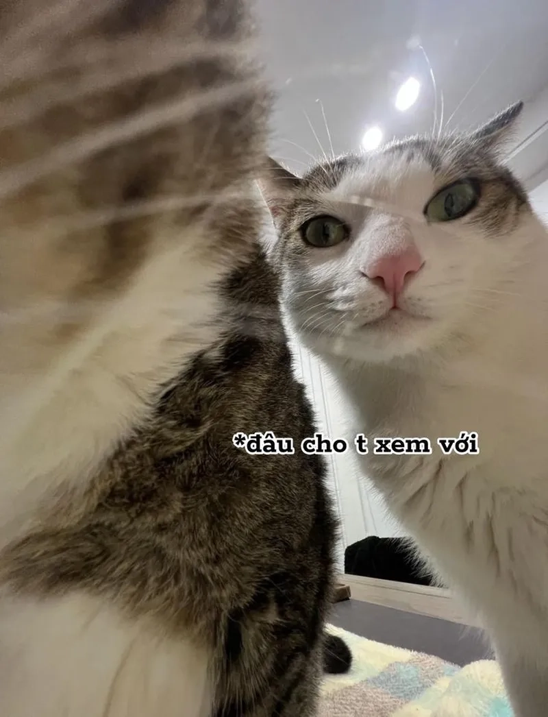 Nhìn là muốn cưng nựng ngay với ảnh meme mèo dễ thương