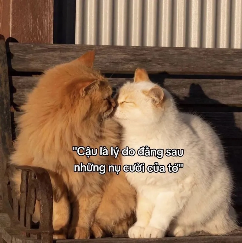 Khi mèo cũng biết thất thần, xem ngay ảnh meme mèo vô tri