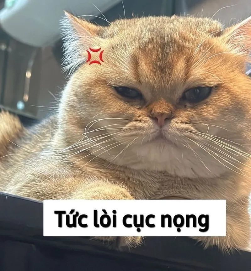 Bộ sưu tập ảnh mèo ảnh meme mèo hot trend nhất hiện nay