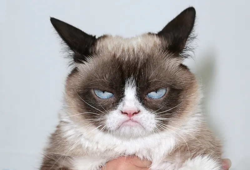 Loạt ảnh meme mèo hài hước dành riêng cho dân hệ vui vẻ