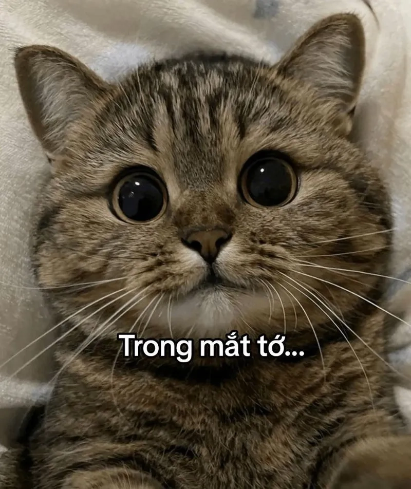 Tuyển tập những khoảnh khắc bá đạo của mèo ảnh meme mèo