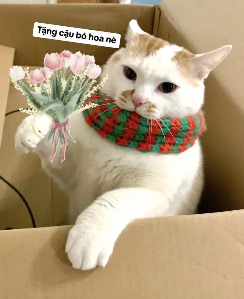 Mèo Tom cũng có những khoảnh khắc siêu lầy trong ảnh meme mèo tom