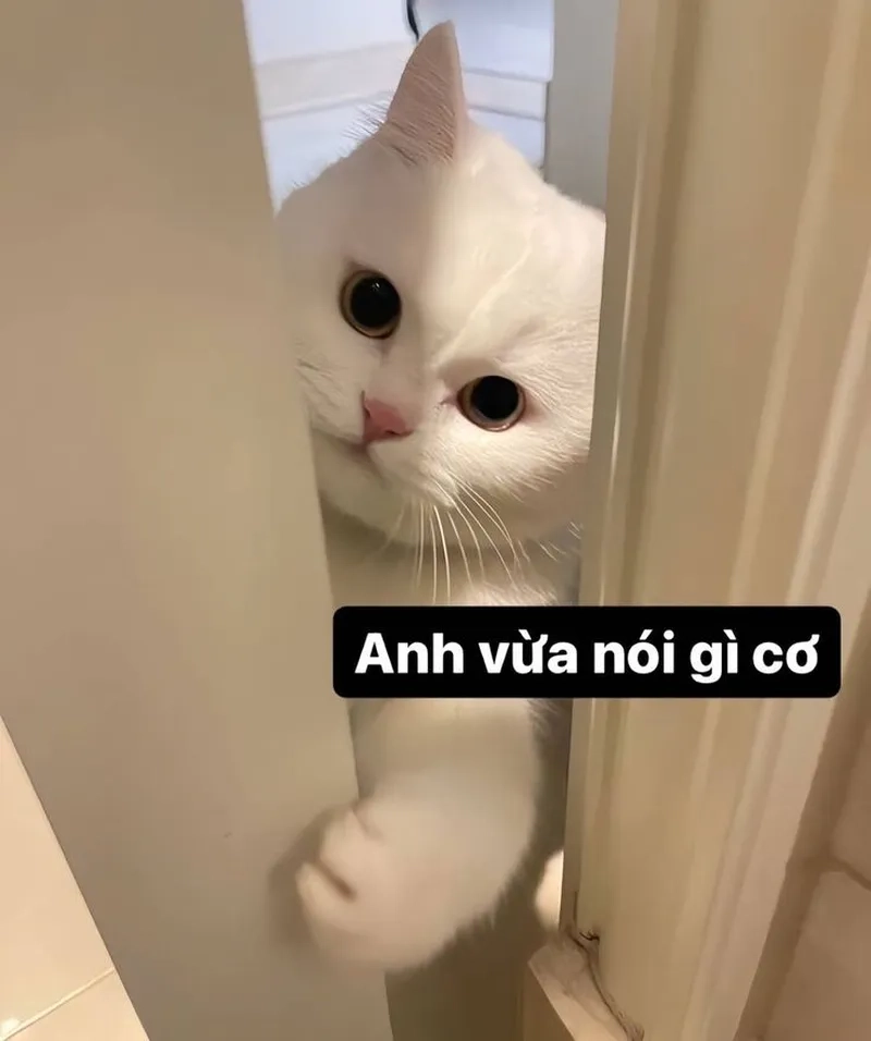 Cập nhật ngay hình ảnh meme mèo hot nhất để thả thính cực chất
