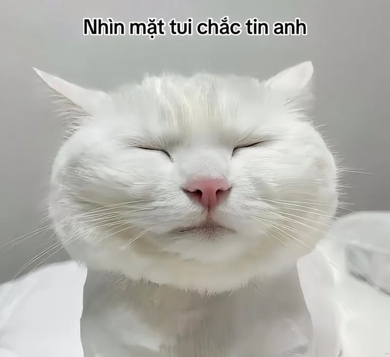 Tuyển tập hình ảnh meme mèo hài bá đạo không thể bỏ qua