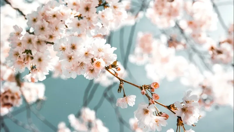 Bộ ảnh nền máy tính đơn giản nhưng không kém phần ấn tượng