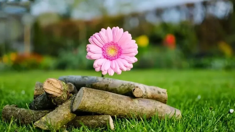 Dễ dàng tải ảnh nền máy tính chất lượng cao chỉ với một cú click