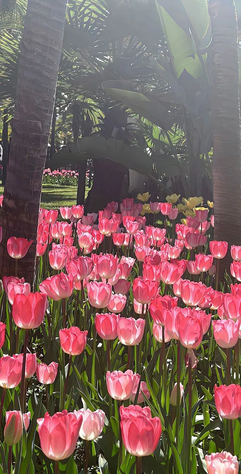 Cảm nhận vẻ đẹp thư giãn từ ảnh hoa tulip chill