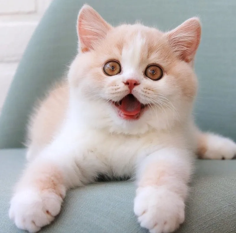 Tạo điểm nhấn độc đáo với mèo avatar vô tri ngay hôm nay