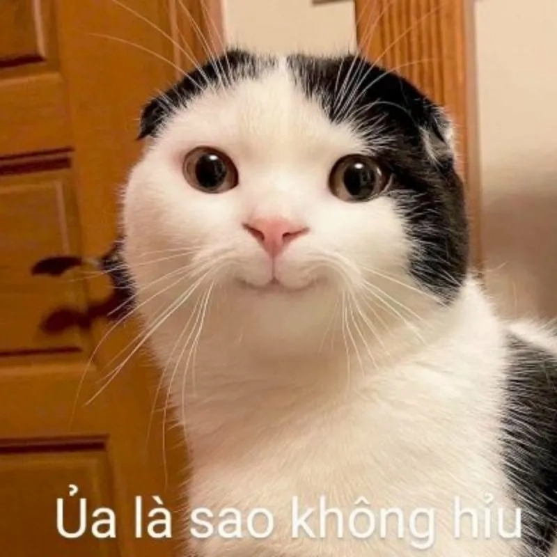 Loạt meme hài hước meme cute siêu đáng yêu
