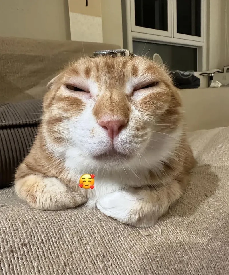 Không chỉ bựa mà còn đáng yêu, xem ngay cute meme mèo bựa