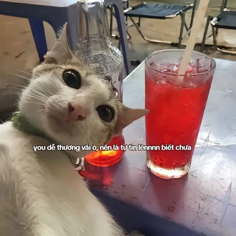 Tổng hợp cute ảnh chế meme mèo bựa vừa hài vừa đáng yêu