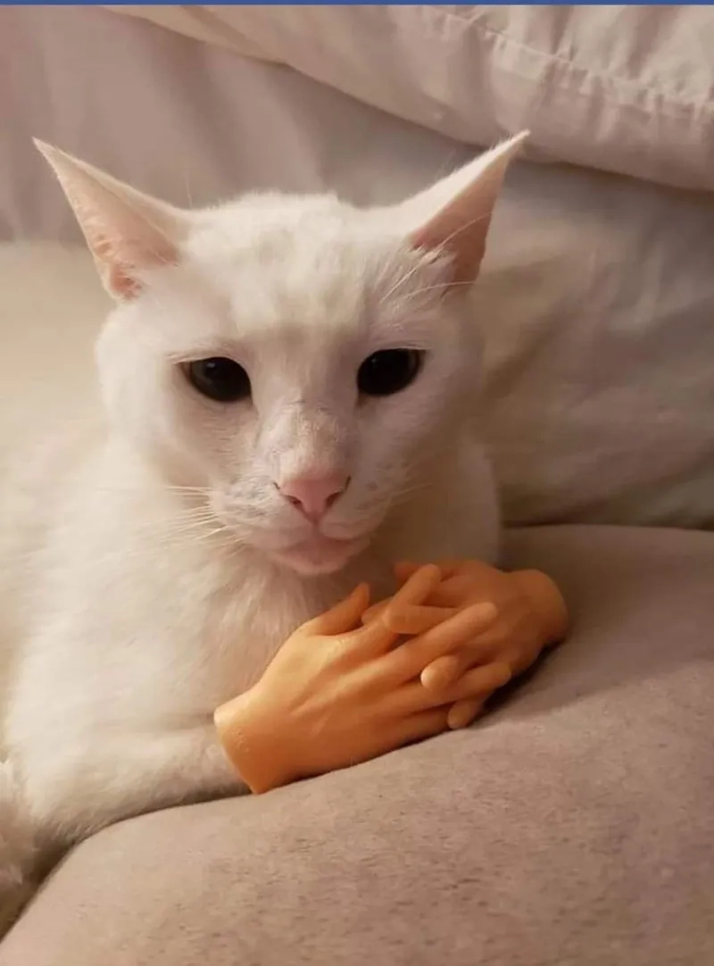 Biểu cảm khó đỡ của mèo bựa meme đang gây sốt cộng đồng mạng