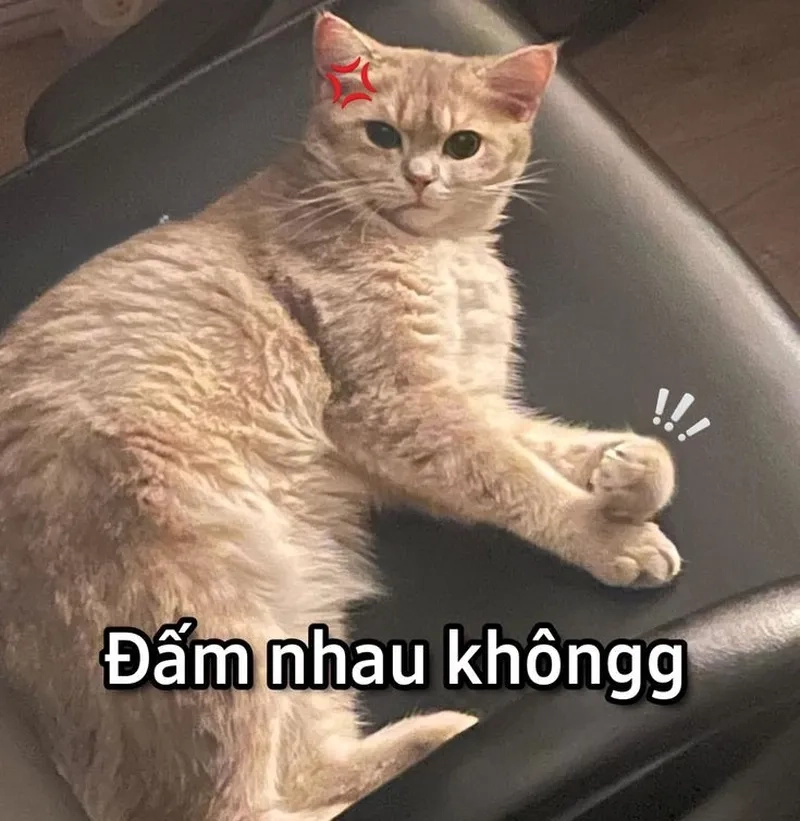 Tổng hợp meme ảnh mèo bựa siêu lầy khiến ai cũng bật cười