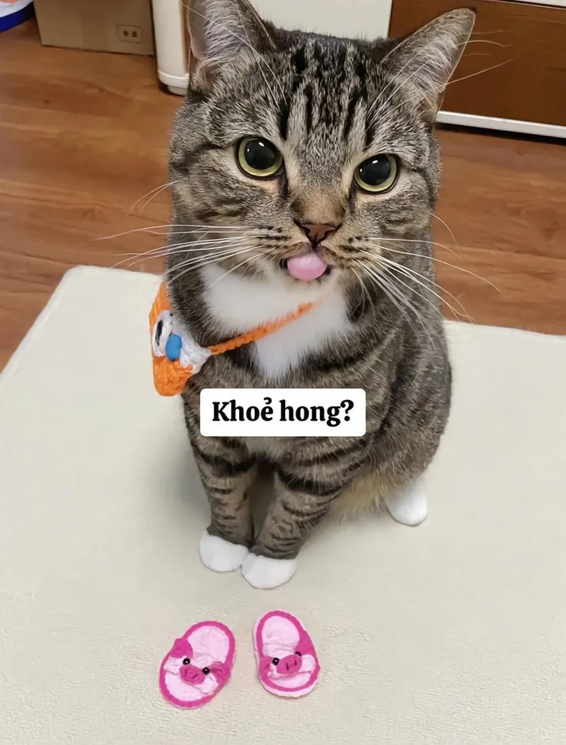 Cười thả ga với loạt ảnh chế meme mèo bựa siêu hài