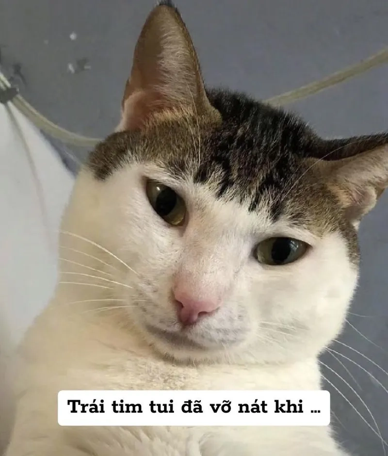 Những khoảnh khắc siêu đáng yêu của meme ảnh mèo bựa cute