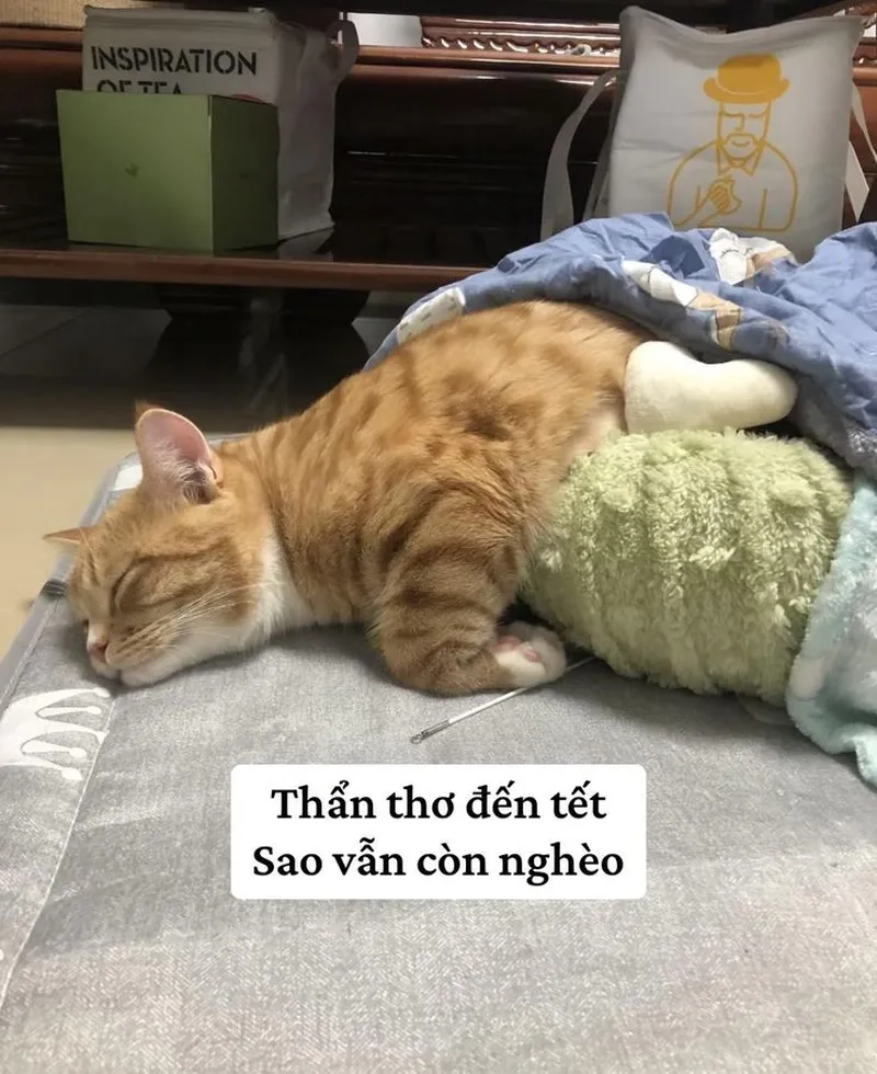 Chết cười với loạt bựa meme mèo bựa đầy sáng tạo