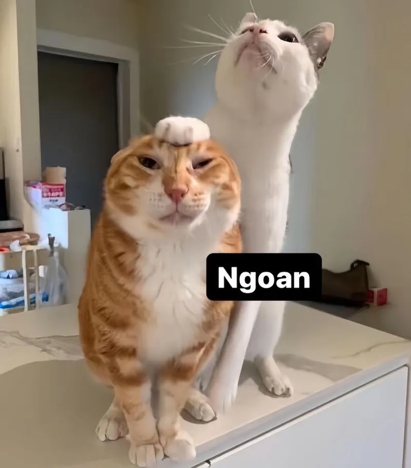 Đổi ngay avatar meme mèo bựa chất lừ để gây ấn tượng