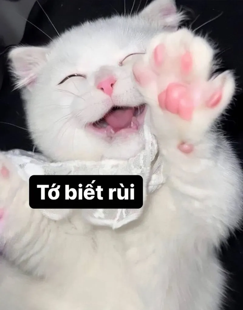 Vui không tưởng với loạt mèo cười meme hot nhất