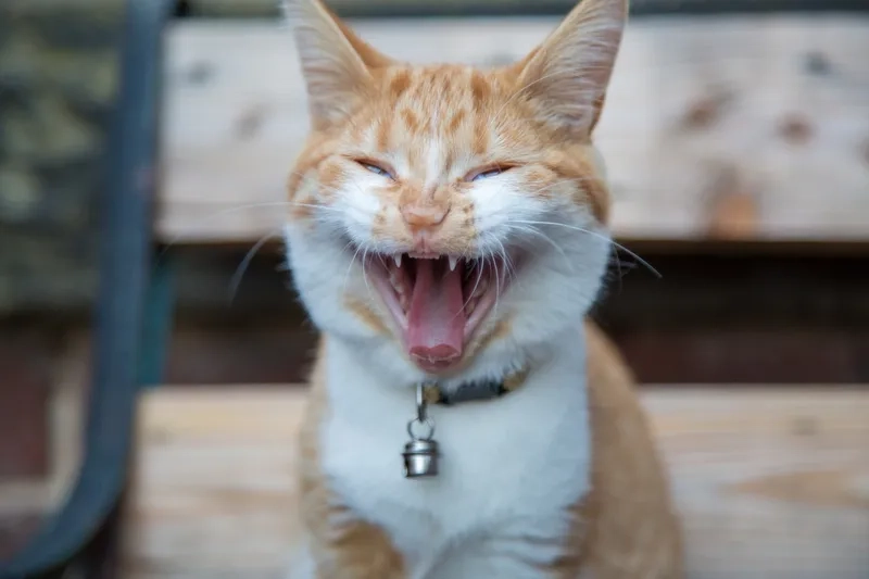 Nhìn là muốn cười ngay với con mèo cười meme