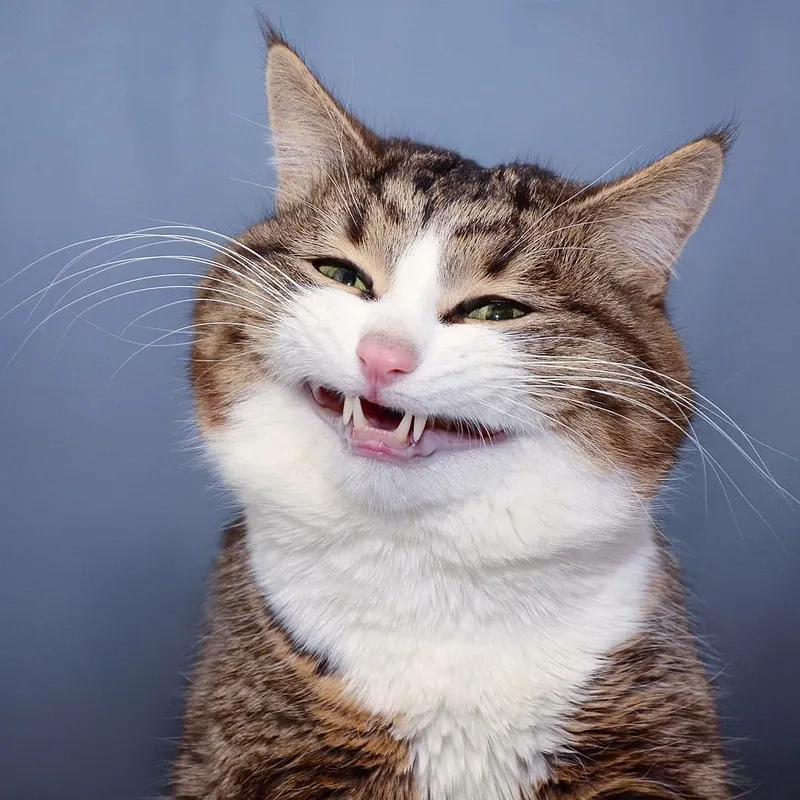 Cười hết cỡ cùng meme mèo cười nhe răng cực hài