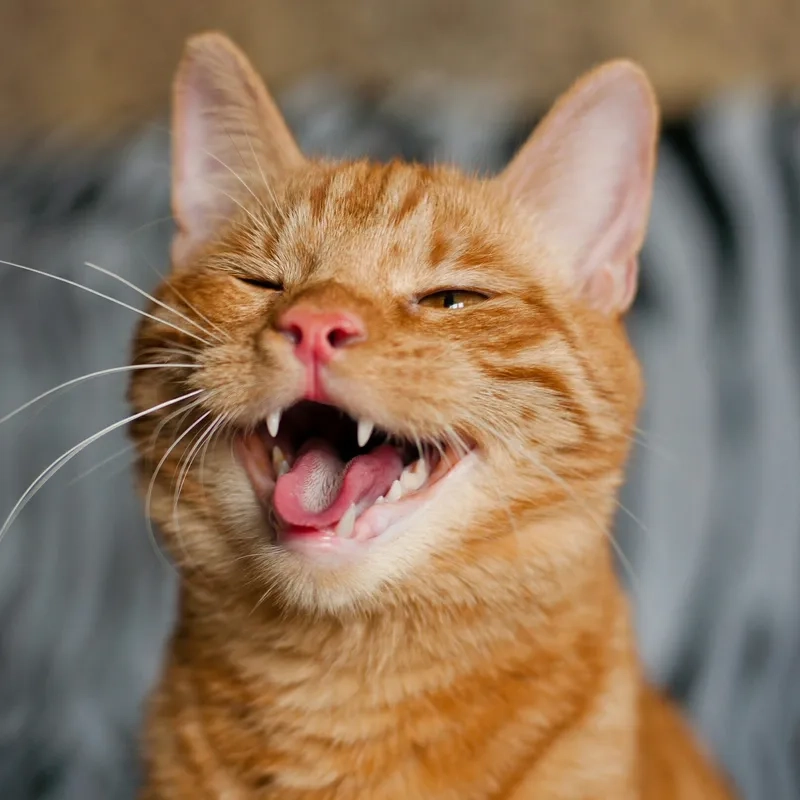 Ánh mắt gian xảo của meme mèo cười đểu khiến ai cũng phải bật cười