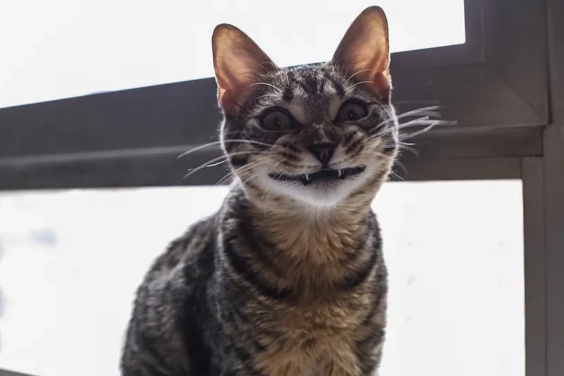 Nhìn là phì cười ngay với meme mèo cười haha