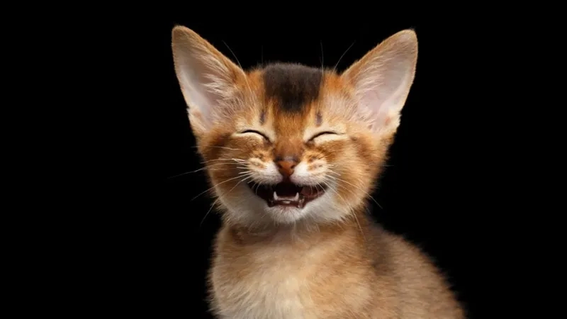 Cười banh nóc với há mồm meme mèo cười siêu hài