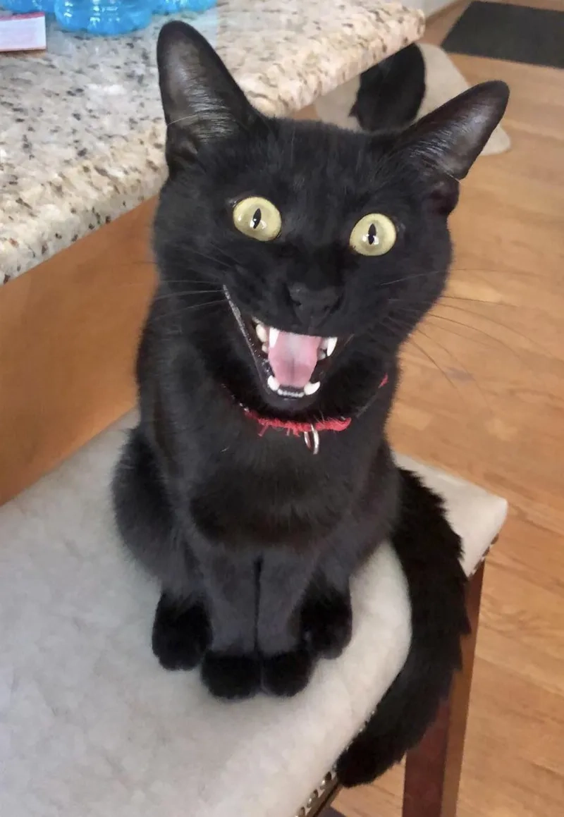 Lưu ngay ảnh meme mèo cười để làm ảnh chế cực hài