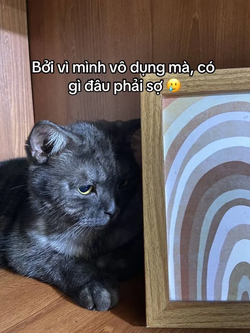 Xả stress cùng loạt ảnh meme mèo cute siêu đáng yêu