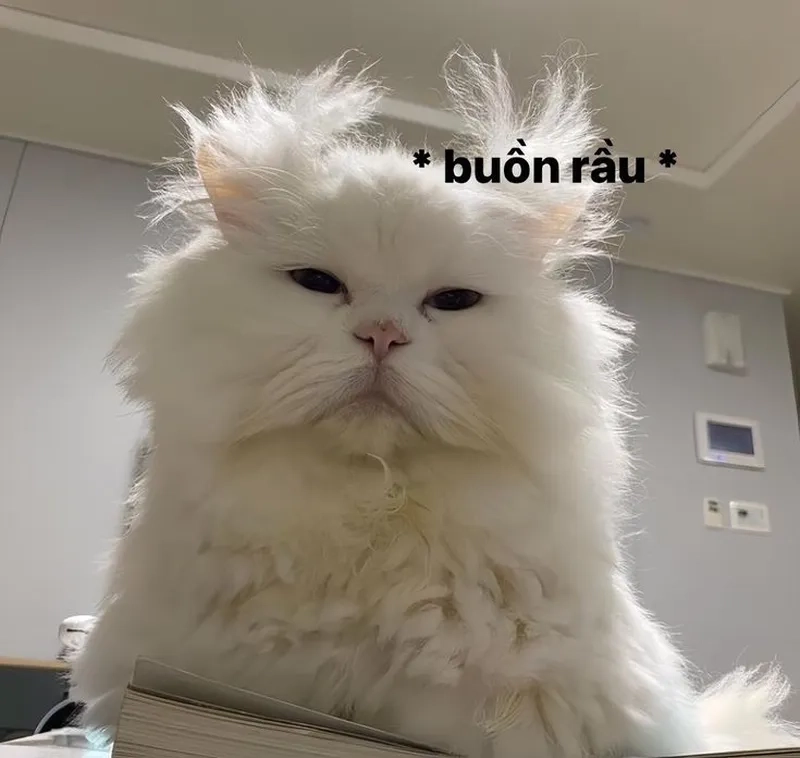 Chọn ngay avatar mèo cute meme để thể hiện cá tính riêng