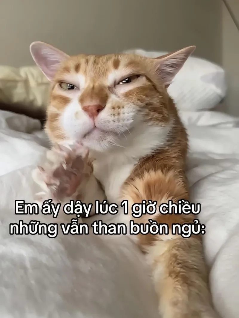 Bộ sưu tập meme ảnh mèo cute đáng yêu khó cưỡng