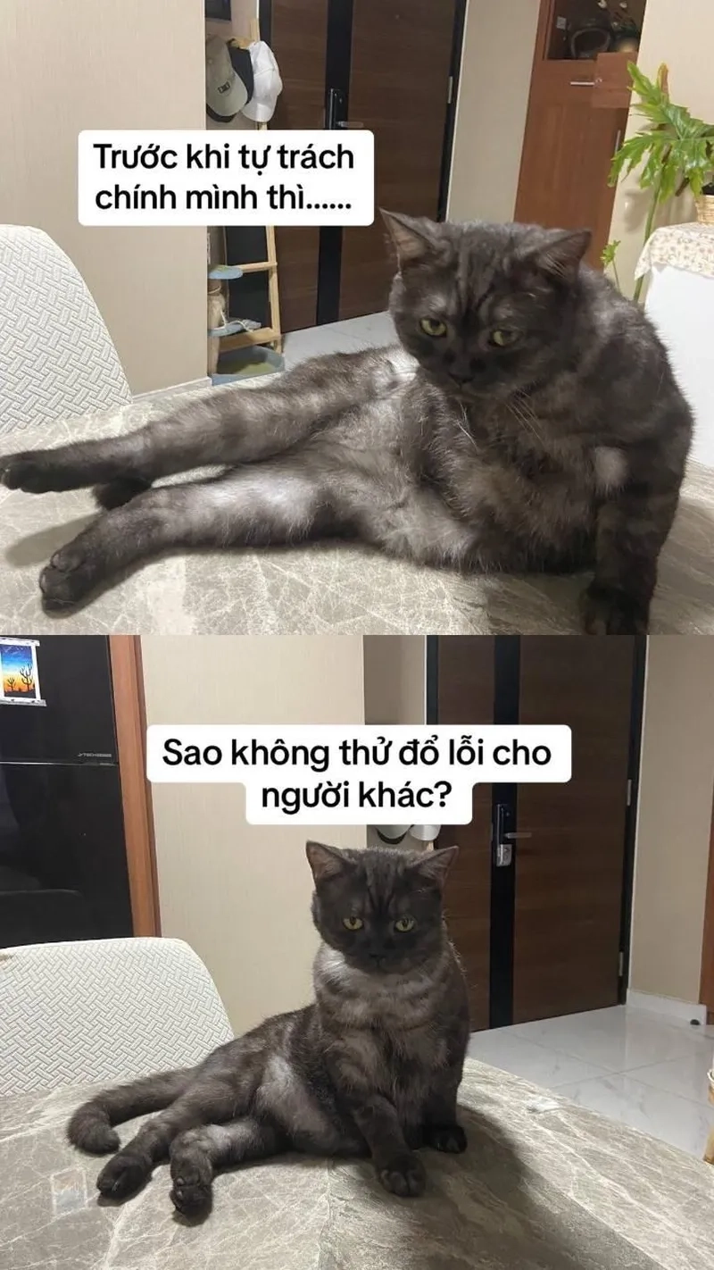 Dễ thương hết nấc với bộ sưu tập mèo cute meme siêu hot