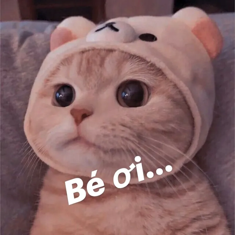 Bộ sưu tập cute meme mèo cute không thể bỏ lỡ