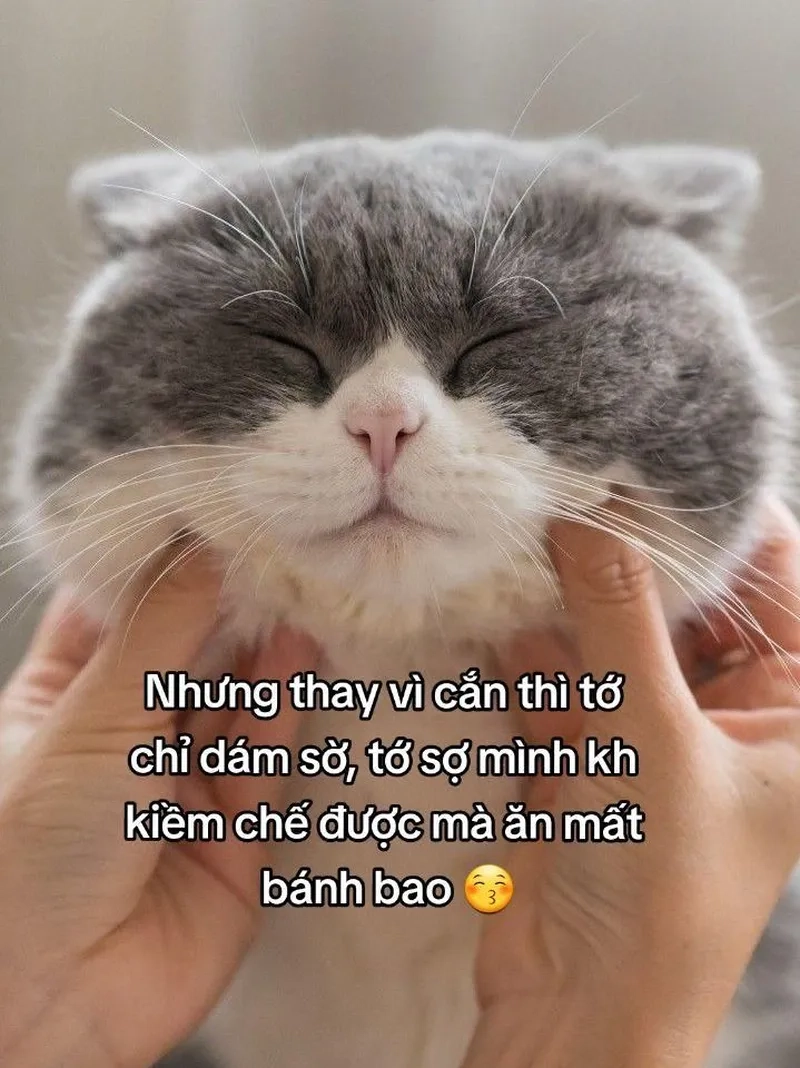 Cười sảng khoái cùng meme mèo cute cười bá đạo
