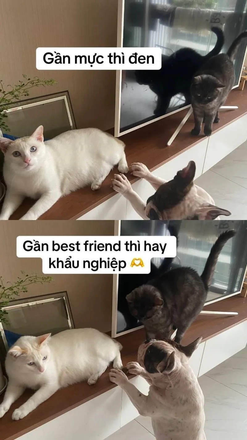Bùng nổ cảm xúc với meme ngộ nghĩnh ảnh mèo cute cực lầy