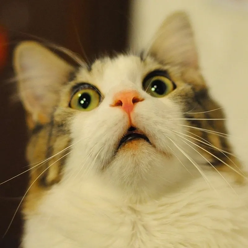 Ngắm nhìn ảnh mèo cute meme và cảm nhận độ dễ thương vô đối