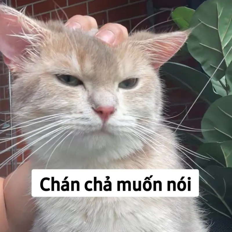 Tải ngay hình ảnh meme mèo cute dễ thương nhất
