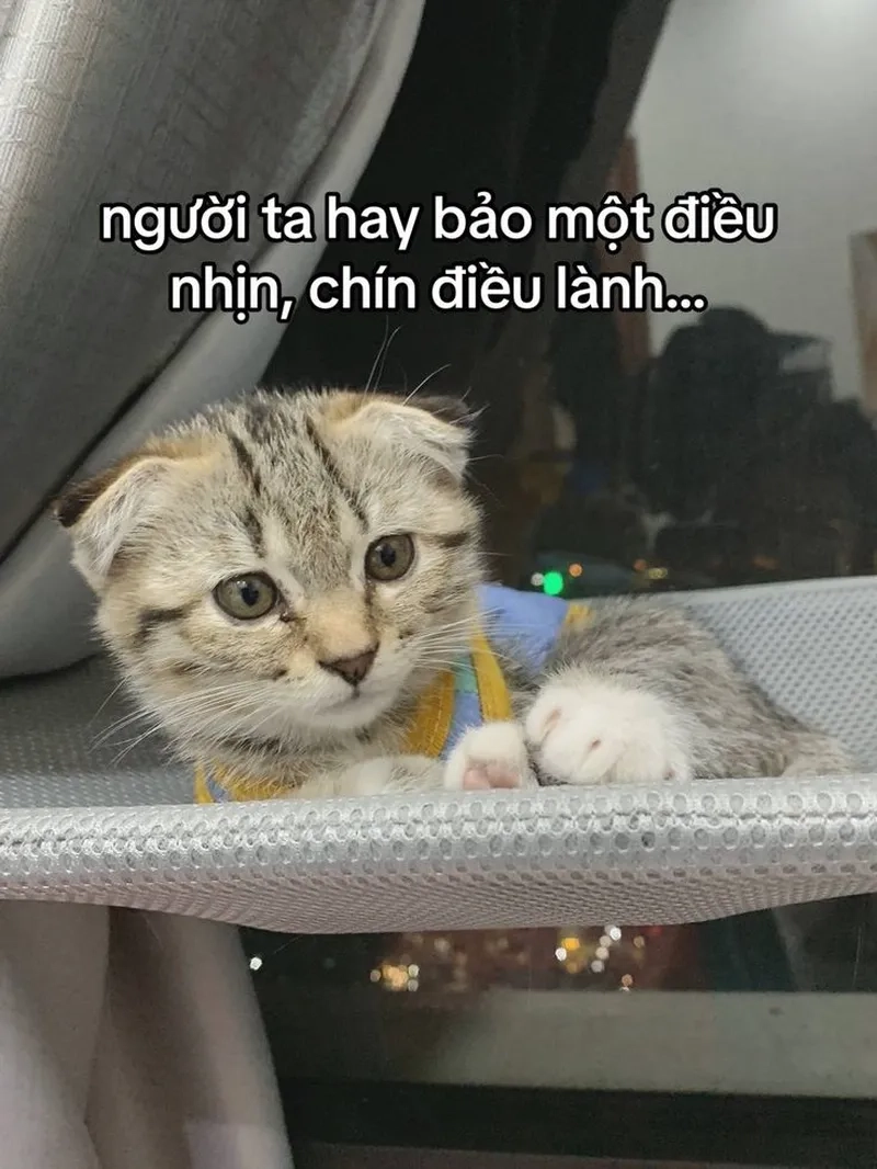 Nhìn là muốn ôm ngay với loạt meme con mèo cute