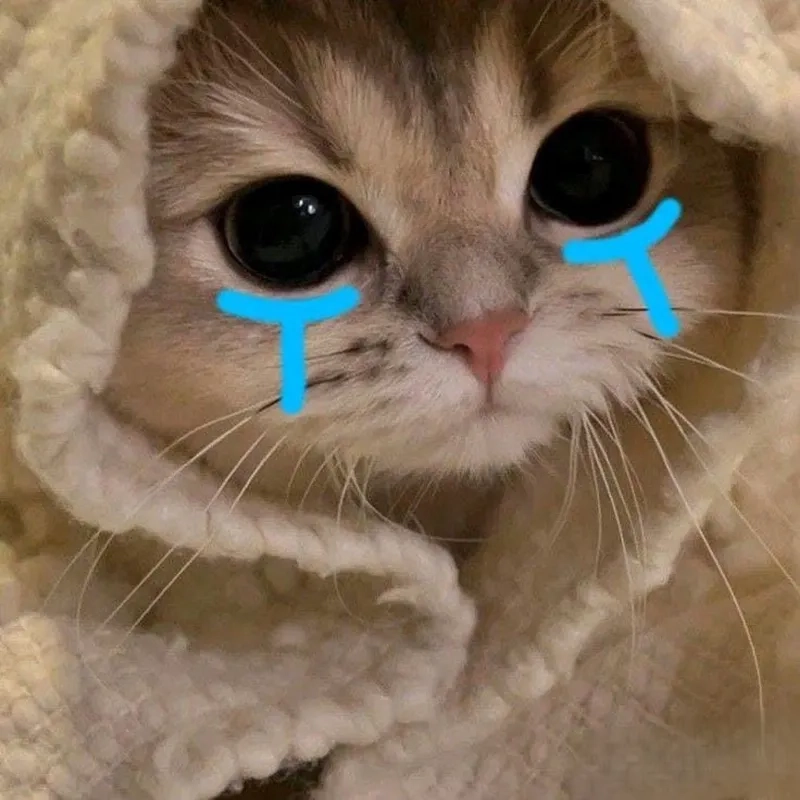 Xem ngay loạt meme mèo khóc thét siêu hài hước