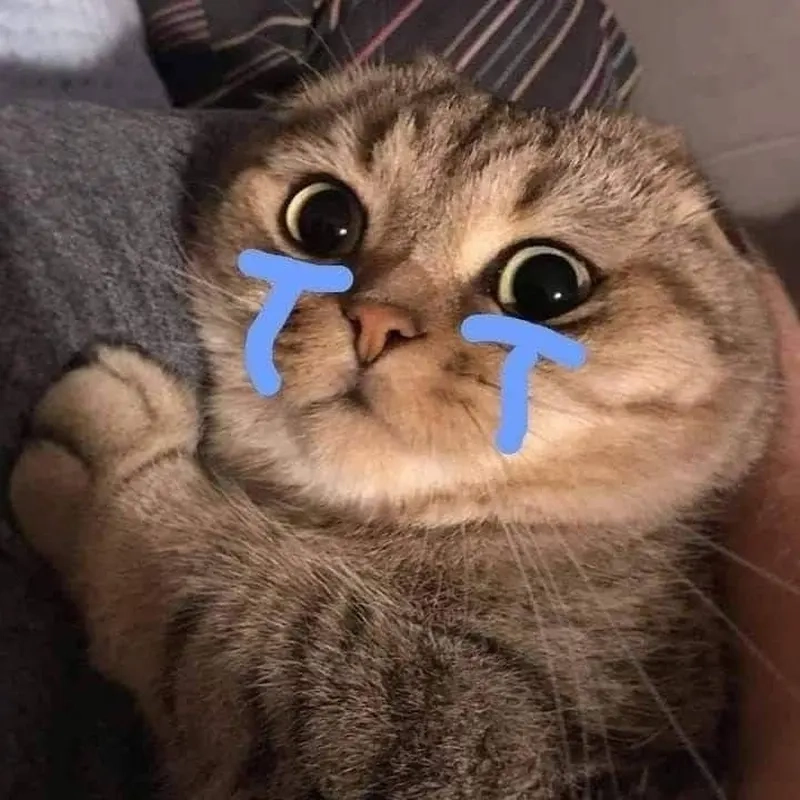 Biểu cảm tội nghiệp của meme con mèo khóc khiến ai cũng thương