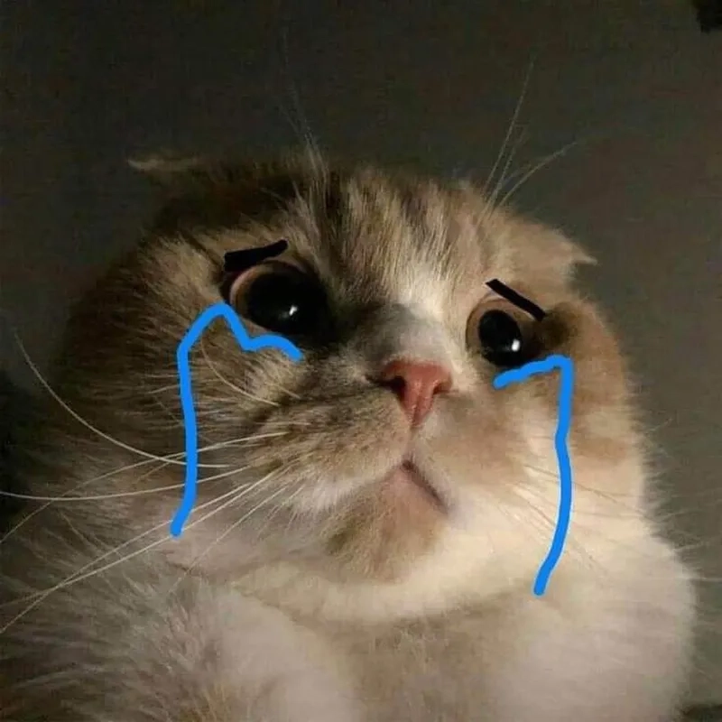 Khi con mèo buồn, nó cũng có cả bộ sưu tập mèo khóc meme