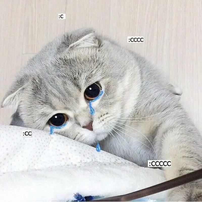 Chia sẻ cảm xúc cùng meme mèo khóc like cực viral